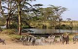 TANZANIA - Serengeti National Park - Zebre - 1